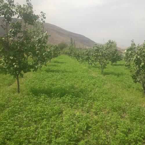 فروش باغ به متراژ دلخواه درروستای هندور