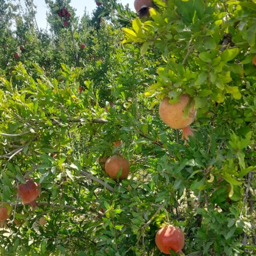 باغ اناردرمحمود آبادساوه