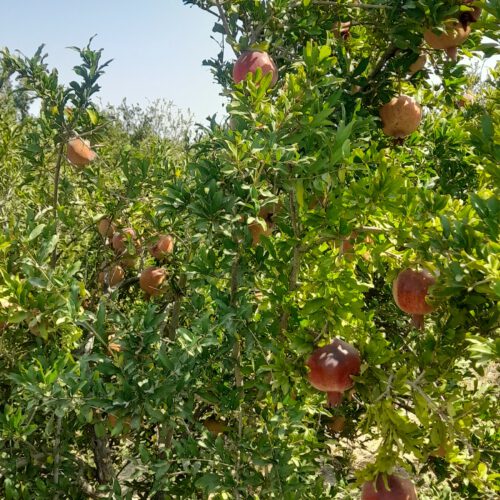باغ اناردرمحمود آبادساوه
