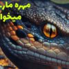 مهره مار | از مهره مار اصل تا طلسم و دعای مهره مار