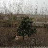 250متر زمین روستایی کاربری مسکونی سنددار