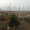 250متر زمین روستایی کاربری مسکونی سنددار