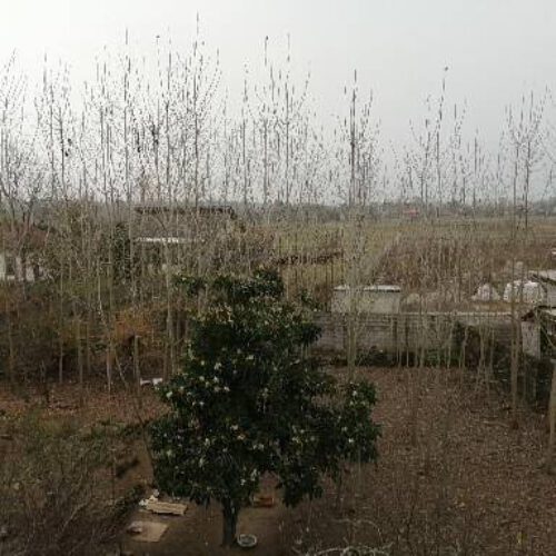 250متر زمین روستایی کاربری مسکونی سنددار