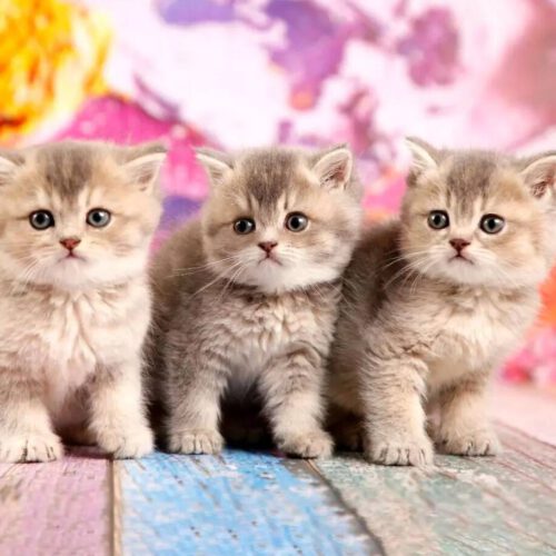 خرید گربه|فروش گربه|قیمت گربه|سایت فروش گربه|اسکاتیش|بریتیش|چینچیلا|پرشینکت