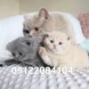 پیج‌فروش گربه|خرید بچه گربه ارزان|قیمت گربه پرشین|قیمت گربه ارزان