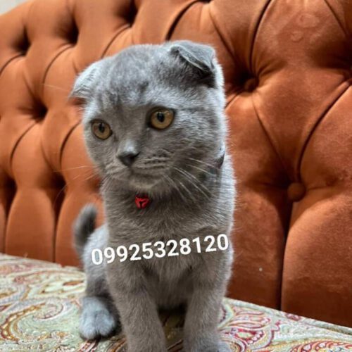 پیج‌فروش گربه|خرید بچه گربه ارزان|قیمت گربه پرشین|قیمت گربه ارزان