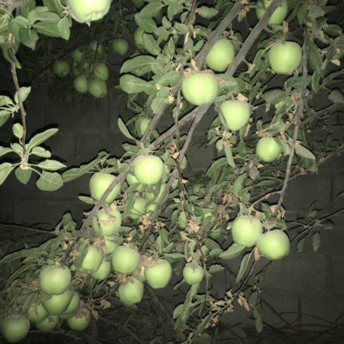 فروش باغ نقلی 500 متری در فلاورجان