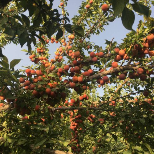 فروش باغ نقلی 500 متری در فلاورجان