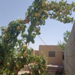 باغ نقلی  و دنج  و مکانی مناسب