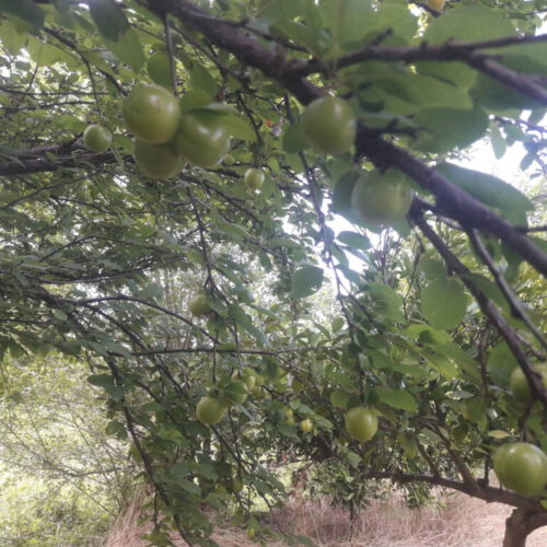 باغ ویلایی مناسب ساخت ویلا