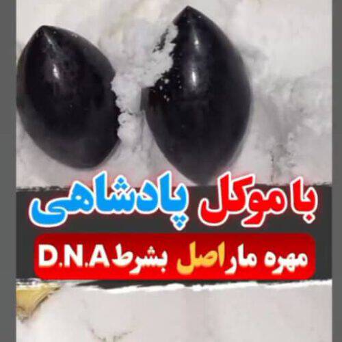 مهره مار اصل/خرمهره بشرط کارشناسی/خرموره