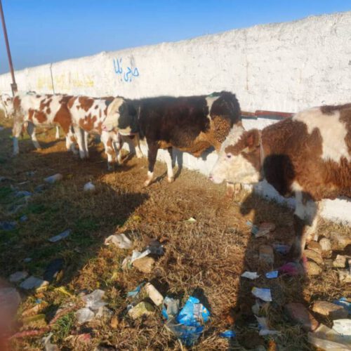 تهیه انواع گوساله های سیمنتال و هلشتاین