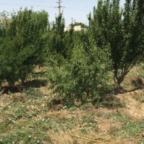 508مترزمین برای ساخت وبلا