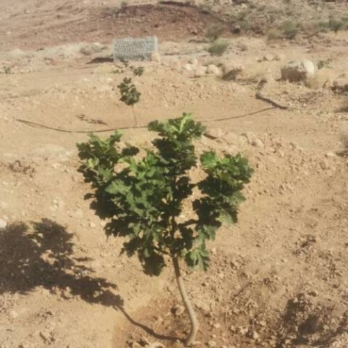 ملک انجیر  با قیمت عالی و اتاق و برکه و درختای س ساله