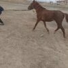 اسب یورغه 3 سال