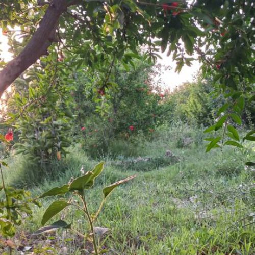 فروش باغ 2500 متری در فاروق