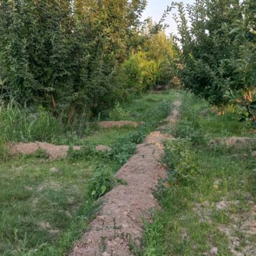 فروش باغ 2500 متری در فاروق