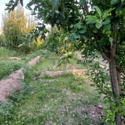 فروش باغ 2500 متری در فاروق