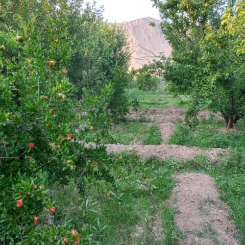 فروش باغ 2500 متری در فاروق