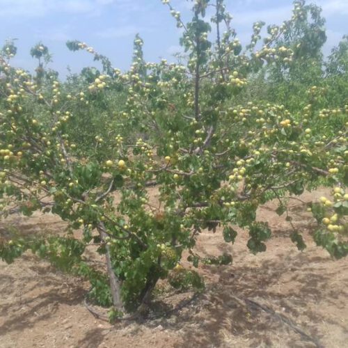 باغچه ی ثمری هزارمتری با سهمیه آب