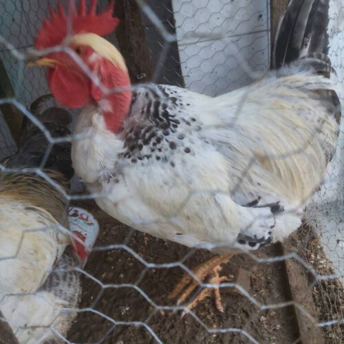 خروس بالغ و جوان وهمچنین جوجه خروس