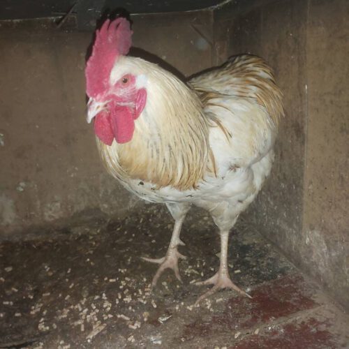 خروس بالغ و جوان وهمچنین جوجه خروس
