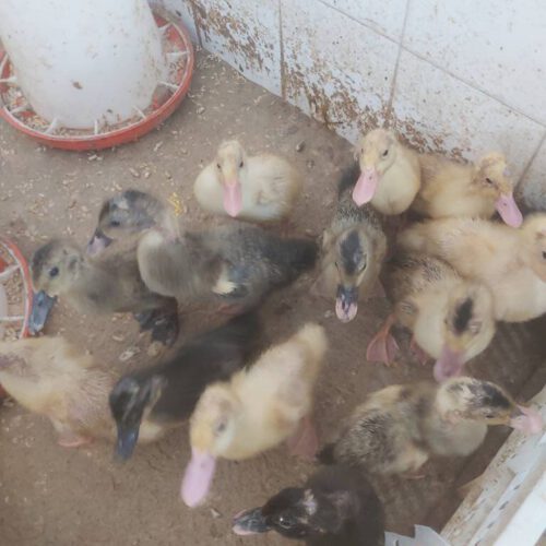 خروس بالغ و جوان وهمچنین جوجه خروس