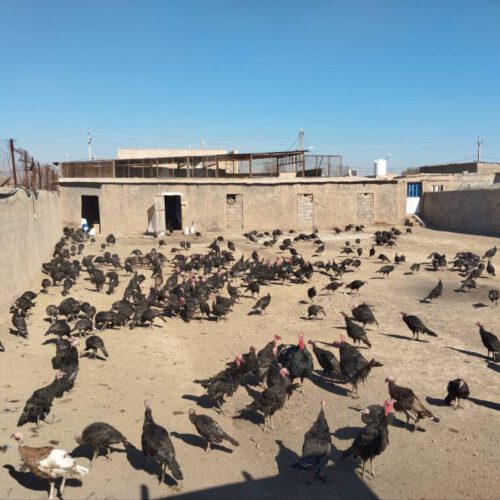 بوقلمون 3ماهه