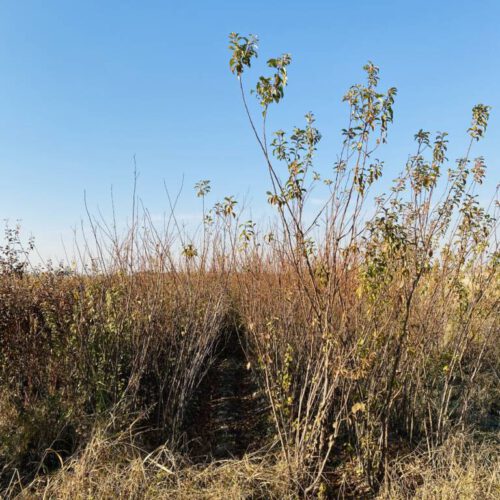 فروش و صادرات انواع نهال میوه ای 60،000 تومان