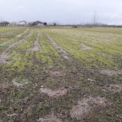 فروش سه هکتار زمین رشت روستای پسیخان (توضیحات مطالعه شود)