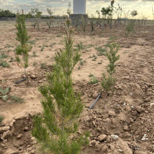زمین 211 متری