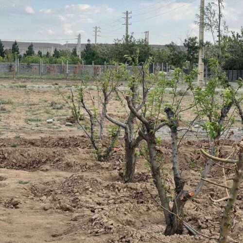 زمین 211 متری