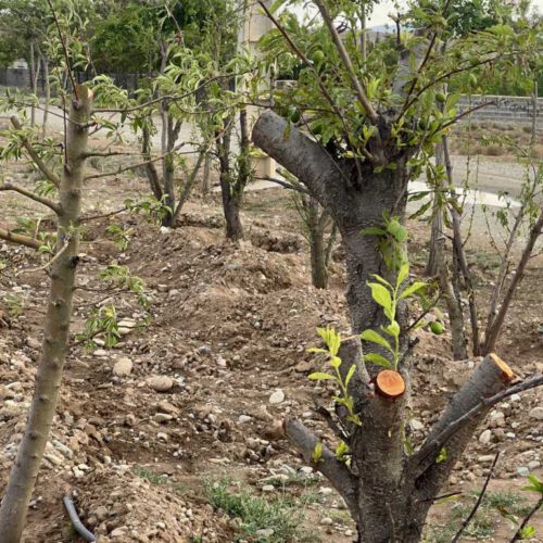 زمین 211 متری