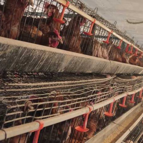 فروش مرغ بومی گلپایگان به همراه قفس