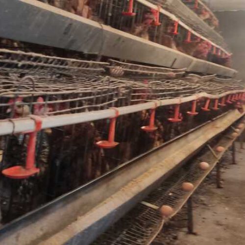 فروش مرغ بومی گلپایگان به همراه قفس