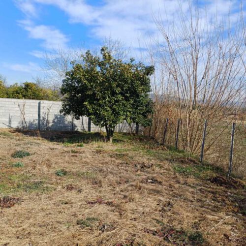 زمین کشاورزی