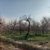 1700متر باغ در روستای قجرآباد شهریار