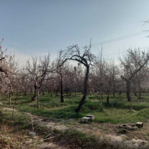 1700متر باغ در روستای قجرآباد شهریار