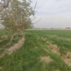 قیمت توافقی   مناسب برای  گلخانه  احداس سوله