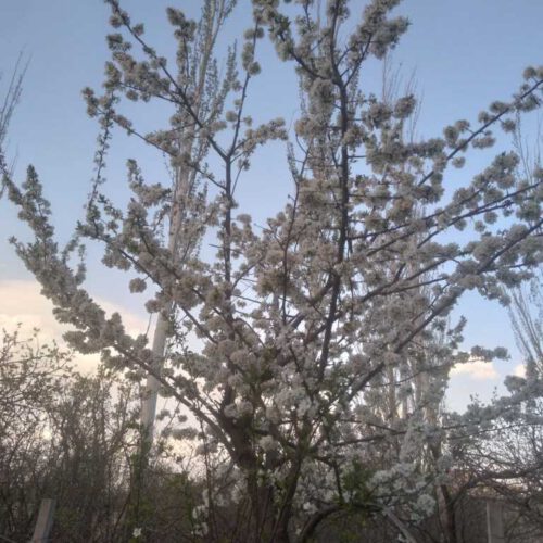 باغ 5000 متر همدان ایوک ماشینرو 3/5میلیارد تهاترباخودرو