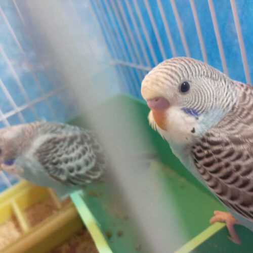 یک جفت مرغ عشق مولد دارای 9 تا جوجه