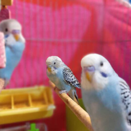 یک جفت مرغ عشق مولد دارای 9 تا جوجه