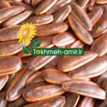 بذرهیبرید تخمه آفتابگردان و تخمه کدو
