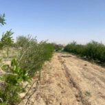 باغ پسته و انار در سمنان