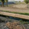 زمین دارای درخت پسته مساحت 1200 متر