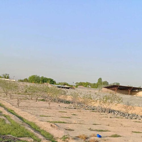 زمین دارای درخت پسته مساحت 1200 متر