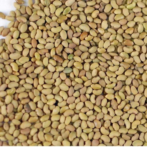 بذر یونجه