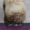 مهره مار / مهره مار شاه کبری اصل وخرمهره (راز خوشبختی)