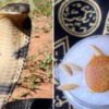 مهره مار / مهره مار شاه کبری اصل وخرمهره (راز خوشبختی)