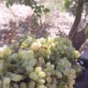 باغ انگوری 650 متر در شهریار